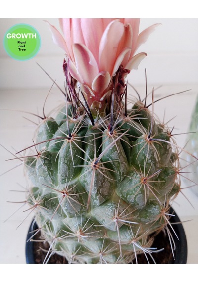 Coryphantha Pseudoechinus Kaktüs 1 Adet