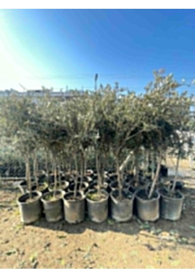 Saksıda Yarı Bodur Gemlik Zeytin Fidanı 4-5 Yaş 50-...