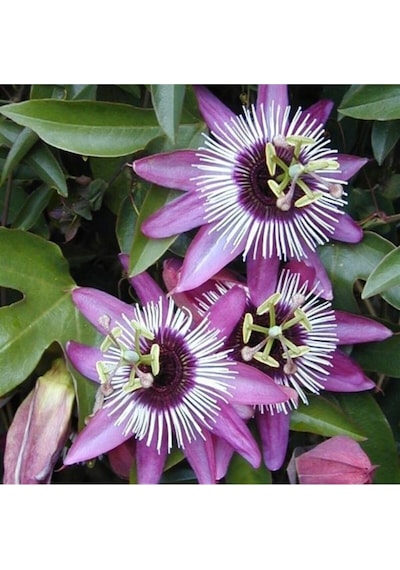 Egzotik Passiflora Meyvesi - Passion Fruit Tohumu Tropikal Meyve Tohumları 5 Adet Tohum