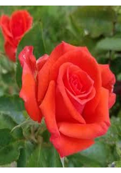1 Adet Narçiçeği Yediveren Kokulu Gül Fidanı Saksılı 50-80cm Pomegranate Blossom Rose