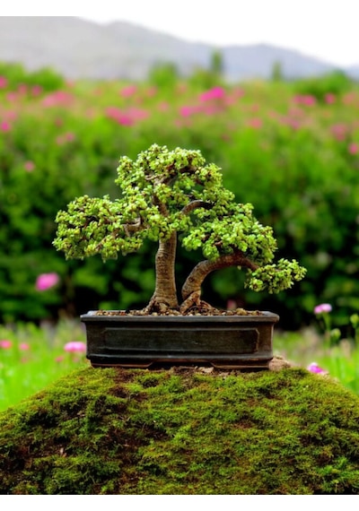 Kare Saksıda 19 Yaş Bonsai