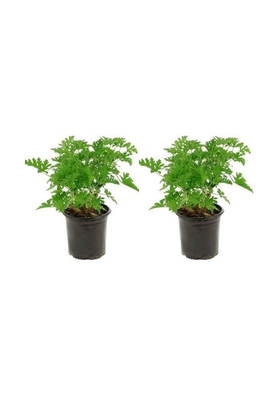 Videolu Öğretmenler Gününe Özel Itır Çiçeği 20 30 Cm 2 Adet Iç Mekan Bitkisi Pelargonium