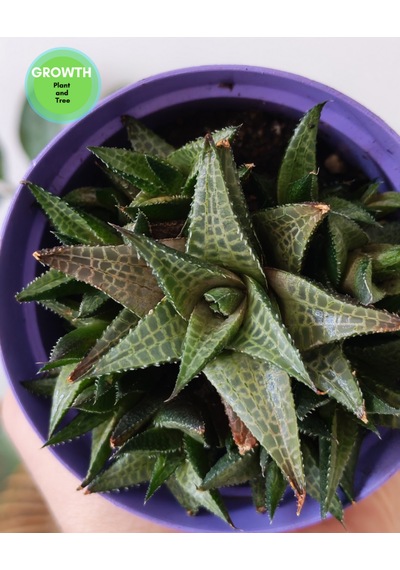 Haworthia Venosa 1 Adet
