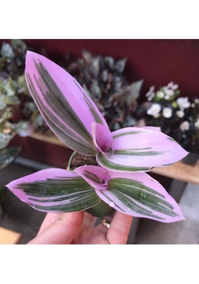 Videolu Pembe Telgraf Çiçeği 1 Adet Saksılı 10-15cm Salon Teras Bitkisi Tradescantia Nanouk