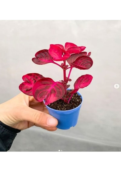 Videolu Çingene Şalvarı-hedera Helix Sarmaşığı 2 Adet Saksılı 10-15cm Iç/ Dış Mekan Bitkisi