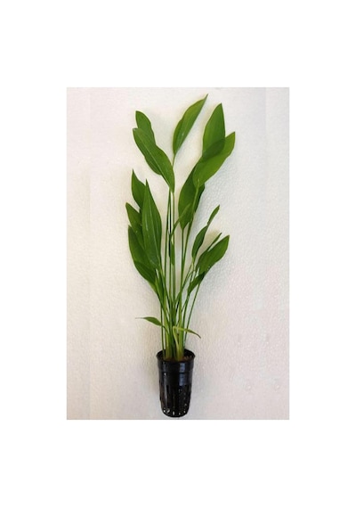 Echinodorus Argentinensis Saksı Canlı Bitki P056
