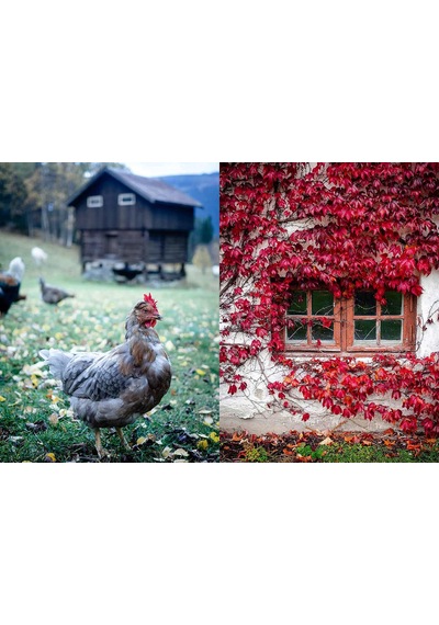 Norwegian Baking Through The Seasons: 90 Sweet And Savoury Recipes From North Wild Kitchen