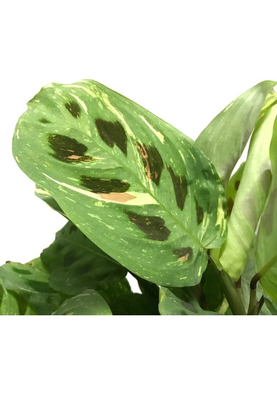 Maranta Leuconeura Kerchoveana 'Variegata' (Dua Çiçeği) Ø14 CM Y30-35 CM