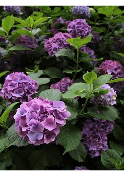 Mor Ortanca 80 100 Cm 1 Adet Sakksılı Çiçekli Bahçe Bitkisi Hydrangea Macrophylla