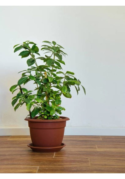 Mis Kokulu Masa Çiçeği 1 Adet Gardenya Saksılı 30-40cm Gardenia Flower