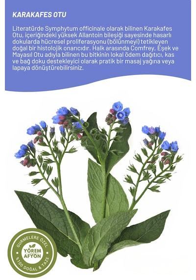 Yörem Afyon Antik Tıbbın Alçısı Karakafes Otu, Comfrey, Mayasıl Otu Symphytum Officinale 35gr.