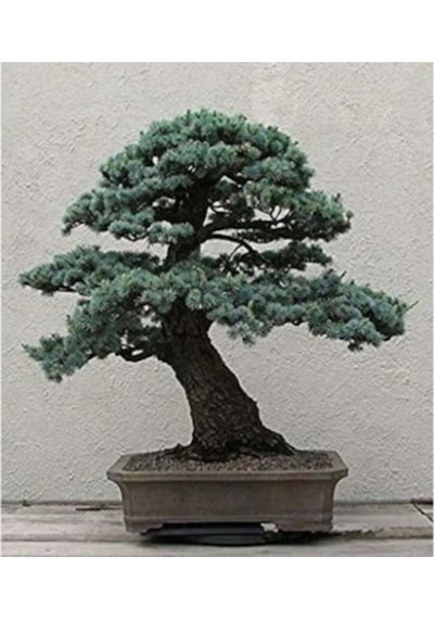 Ithal Nadir Bodur Mavi Selvi Bonzai Ağacı Tohumu 5 Tohum Bonsai Tohumu