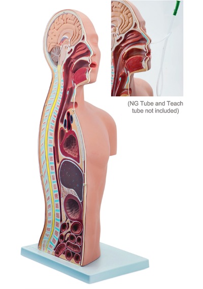 Ng Ve Trake Ostomi Eğitim Gövdesi Modeli, Gerçek Boyutlu - Nazo Gastrik Tüp Uygulama Modeli 01