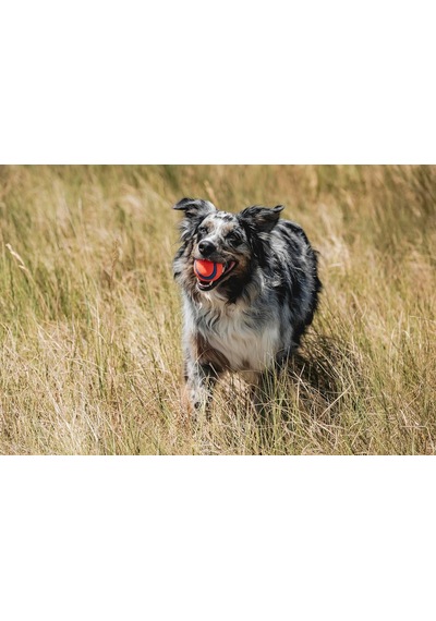 Ayrex Chuckit Ultra Ball Köpek Oyun Topu Medium