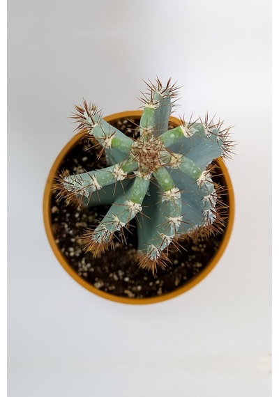Tetragonus Peruvianus 20 Cm Saksıda Nadide Tür Tekli Özel Kak .