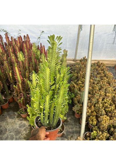 Bol Dallı Büyük Boy Euphorbia Trigona Green - Afrika Yeşil Süt Ağacı Kaktüsü 1 Adet