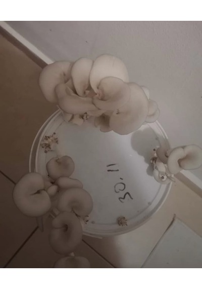 10 Lt Kova Da Istiridye Mantarı Hazır Kompost