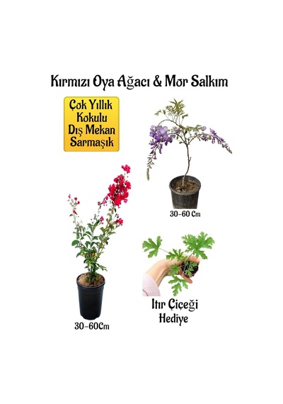 Kırmızı Oya Ağacı Fidanı+mor Salkım Ağacı Fidanı Itır Çiçeği Hediyeli Bahçe Peyzaj Seti