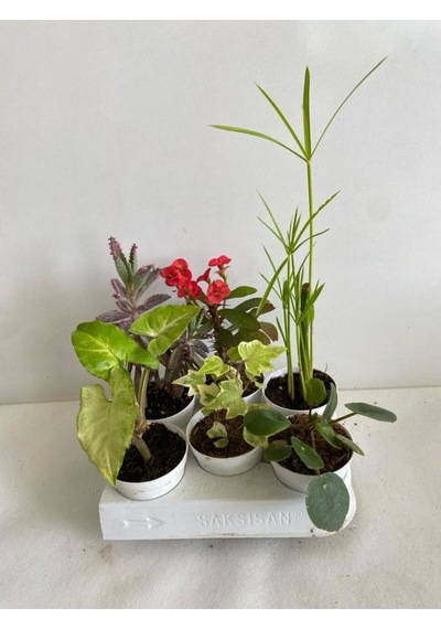 6'lı Bitki Seti Melek Kanadı+aşkın Göz Yaşı+hedera+kırmızı Milli Dikenler Tacı+pilea+japon Şemsiyesi