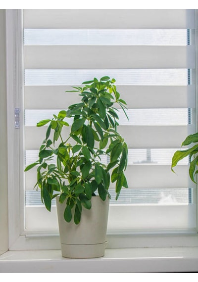 Videolu Şeflera Bitkisi 50 60 Cm 1 Adet Saksılı Iç Mekan Bitkisi Schefflera Arboricola Nora
