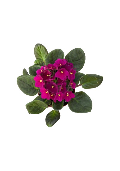 Saintpaulia Ionantha 'purple' Menekşe Çiçeği Ø10,5 Cm Y15-20 Cm