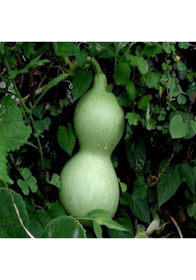 Doğal Calabash Süs Su Kabağı Tohumu 5 Tohum 1 Set