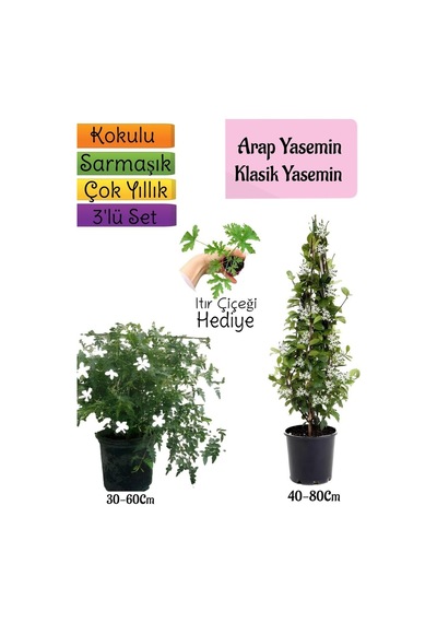 Kokulu Arap Yasemini+klasikyasemin+ıtır Çiçeği 3'lü Bahçe Seti