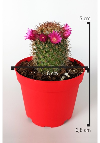 Mammillaria Spinosissima Lila Çiçekli Kaktüs Özel Tür 8.5 Saksıda