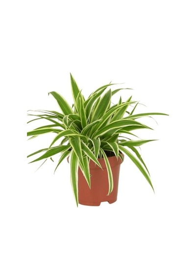 Comosum Kurdele Çiçeği Chlorophytum Comosum 10-20 Cm