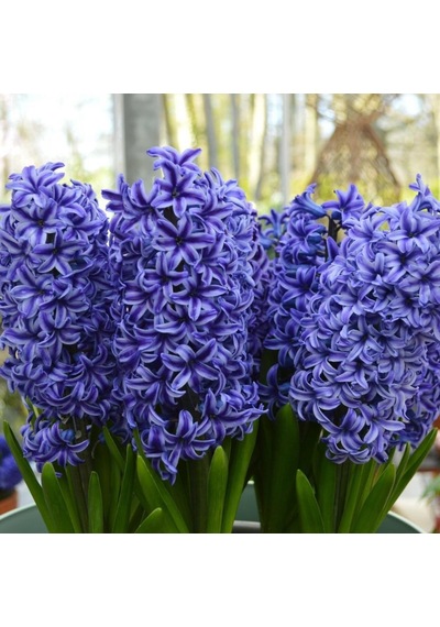 Hyacinthus Blue Jacket Sümbül Soğanı 3 Adet