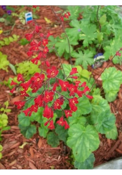 10 Adet Red Heuchera Fırefly Tohumu