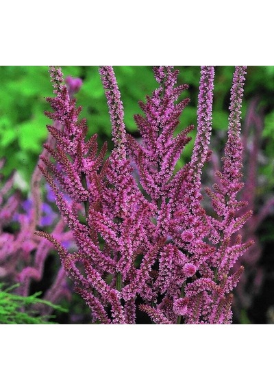 10 Adet Statice Seeds - Pink Limonium Tohumu
