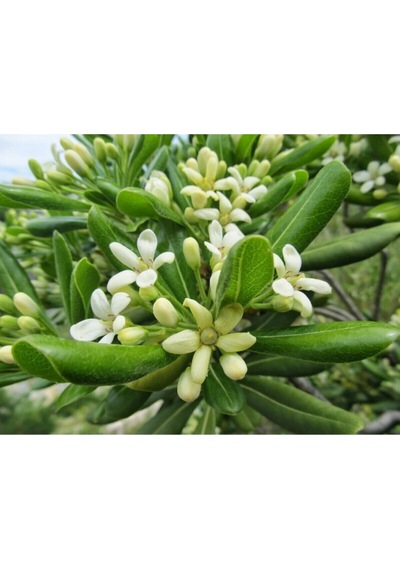 Yıldız Çalısı Pitos 25-35 Cm Saksılı Çiçekli Bodur Bitkiler Pittosporum Tobira