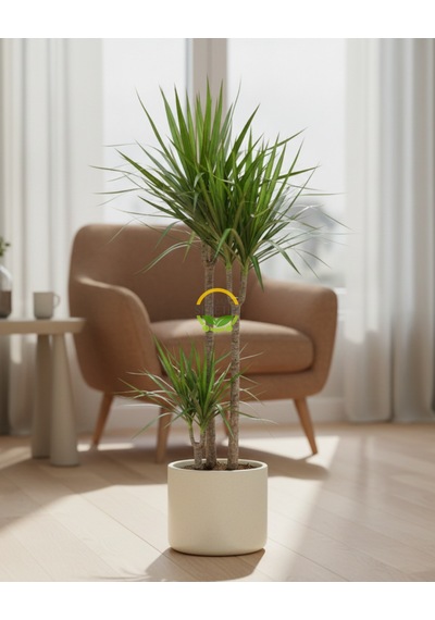 2 Gövdeli Dracaena Marginata Çiçeği 120-140cm