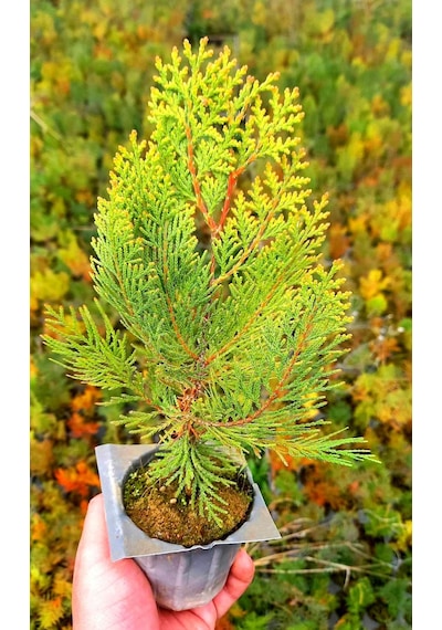 ALTUNİ MAZI FİDANI 20-30 cm - SARI ÇİT BİTKİSİ