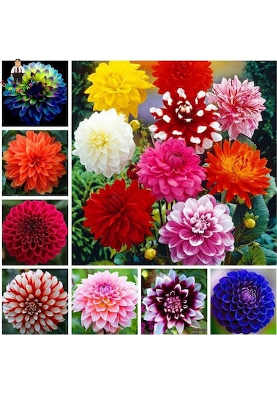 100 Adet Karışık Renk Dahlia Yıldız Çiçeği Tohumu + 10 Adet Hediye Karışık Renk Gül Tohumu