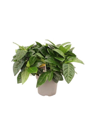 Videolu Ithal Muhteşem Kokulu 1 Adet Gardenya Çiçeği 30-45cm Saksılı Gardenia Flower