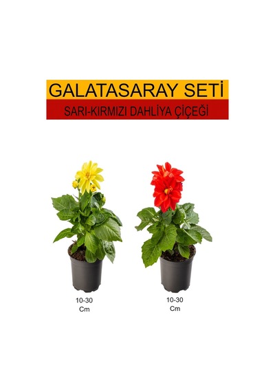 2'li Takım Seti Sarı- Kırmızı Dahliya Yıldız Çiçeği