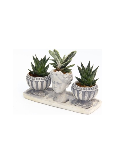 TRİO HELEN GRİ SUKULENT SETİ - Haworthia Limifolia, Gasteria