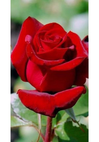 Yediveren Kokulu Kırımızı Renkli 50 60 Cm 3 Adet Saksılı Aşılı Gül Red Rose