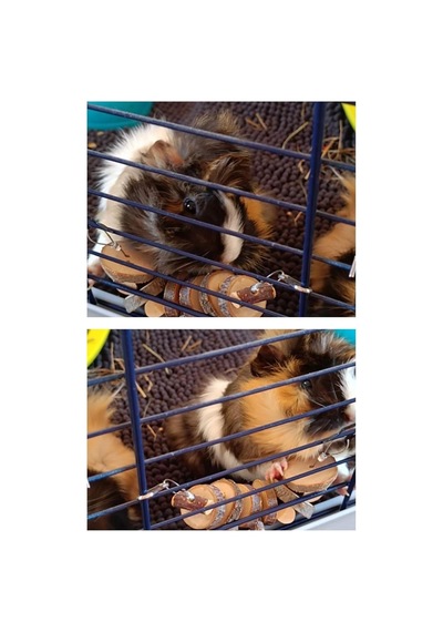 Alyones Hamster Ve Tavşan Çiğneme Oyuncağı - Doğal Ahşap Sopa