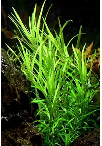 Pogestemon Octopus Akvaryum Bitkisi Canlı Akvaryum Bitkileri 5 Dal