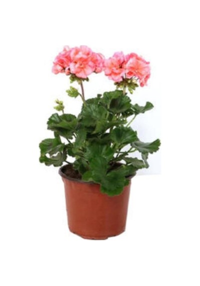 1adet Fuşya Renk Sardunya Çiçeği Fidanı 10-20 Cm