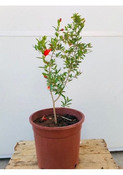 Süs Narı Fidanı Saksılı 5,5 Litre Ev , Ofis Için Bonsai Cüce Süs Nar Fidanı