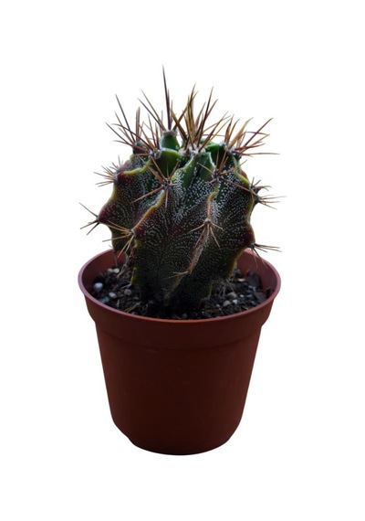 Özel Tür Astro Kaktüs Astrophytum Ornatum 8,5 Cm Lik Saksıda