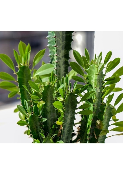 Sınırlı Üretim Euphorbia Trigona Green - Afrika Süt Ağacı Kaktüsü 5.5lik Saksıda, 18 Cm Ve Üzeri Boyda