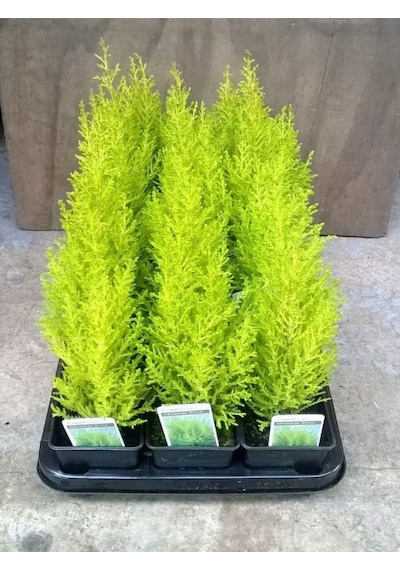 Kokulu Limon Çamı Fidanı 40 Adet Tüplü 15-25cm Hesperocyparis Macrocarpa