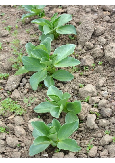 Harika Kokulu 1 Adet Adaçayı Fidanı 40-60cm Saksılı Rosemary Seedling