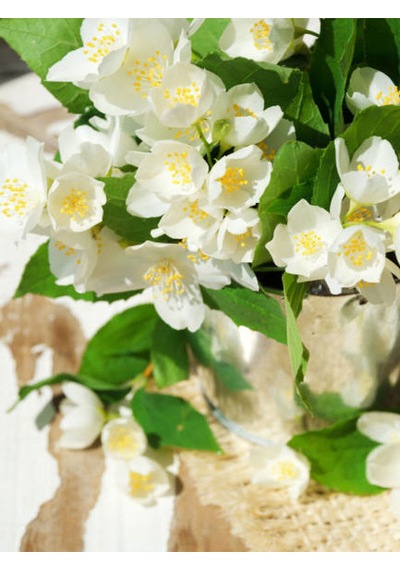Filbahri Lagerstroemia İndica Saksılı Bol Çiçekli Bahçeye Uygun 30-50cm