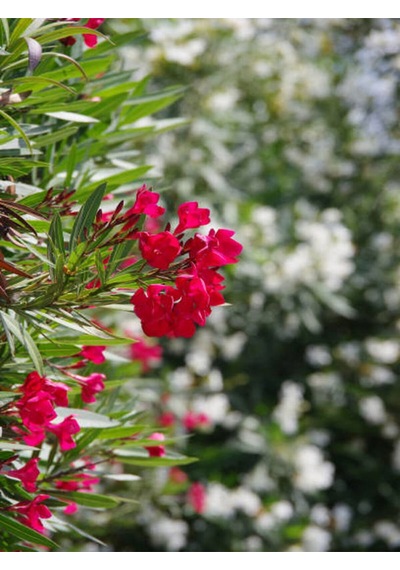 Videolu Zakkum Bitkisi Kırmızı 50-75 Cm Saksılı/tüplü Dış Mekan Bahçe Bitkisi Oleander Plant